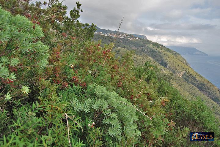 macchia mediterranea.JPG